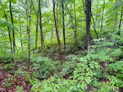 0 Laurel Road, Laurel - 10