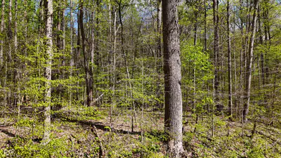 T2 Cr 550, North Vernon - 38