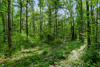 3205 Belle Arbres Lane, Westfield - 14