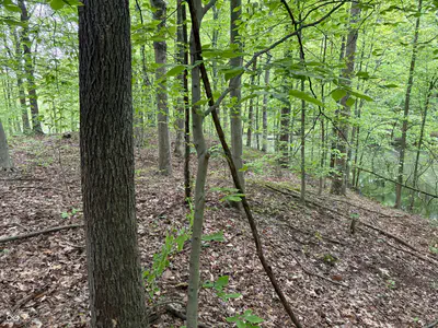 102 & 104 Crabapple Court, Reelsville - 3