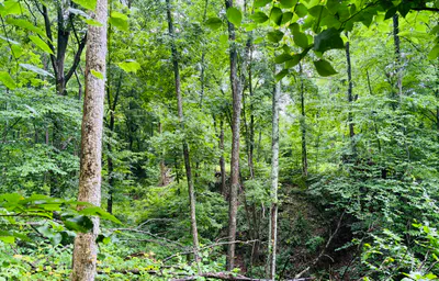 0 Laurel Road, Laurel - 11