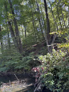 7617 Hummingbird Drive, Nineveh - 2
