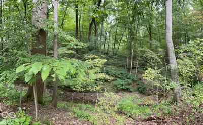7620 Hall Road, Monrovia - 9