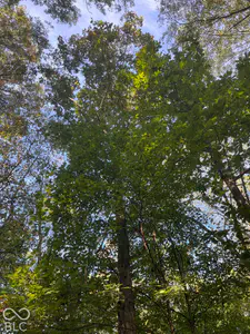 Tract 7 Sunnyside Road, Deputy - 6
