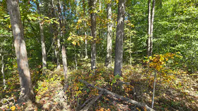 3255 Lemon Road, Madison - 5