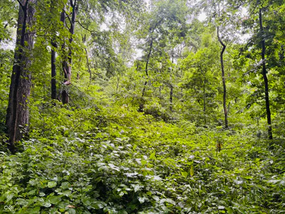 0 Laurel Road, Laurel - 12