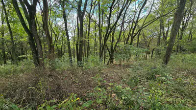 6847 Brushy Fork Road, Madison - 31