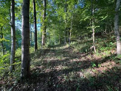 2436 Firecrest Lane, Freedom - 15