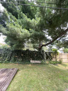 501 Chestnut, Seymour - 24