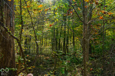 113 Hickory Knob Road, Nashville - 12