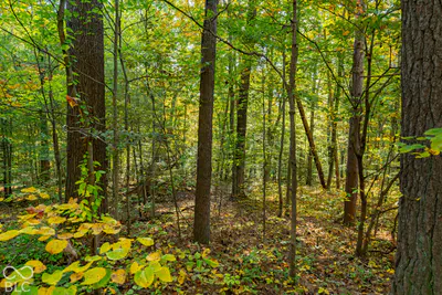 113 Hickory Knob Road, Nashville - 16