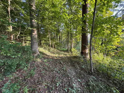2436 Firecrest Lane, Freedom - 17