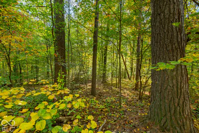 113 Hickory Knob Road, Nashville - 15