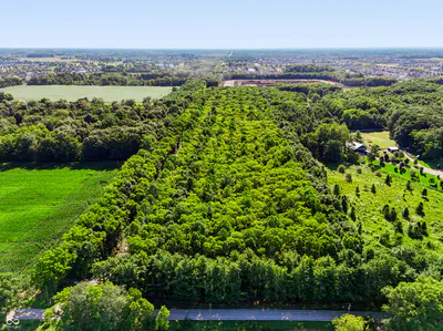 3205 Belle Arbres Lane, Westfield - 2