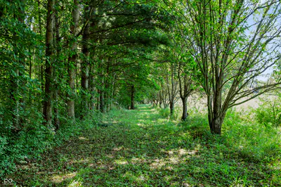 3205 Belle Arbres Lane, Westfield - 13