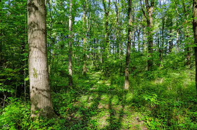 3555 Belle Arbres Lane, Westfield - 10