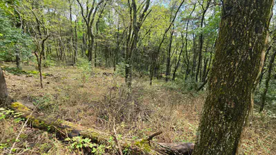 6847 Brushy Fork Road, Madison - 38