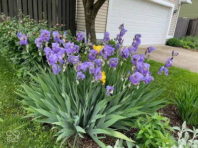 2411 Talbott Street, Indianapolis - 45