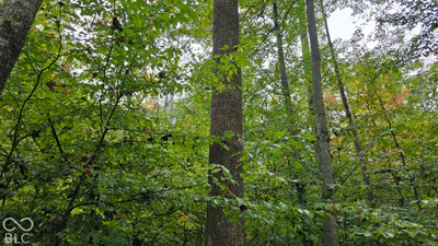 3949 E Thornton Road, Madison - 12