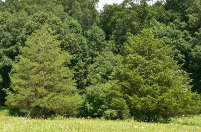 4203 Moorman Road, Batesville - 5